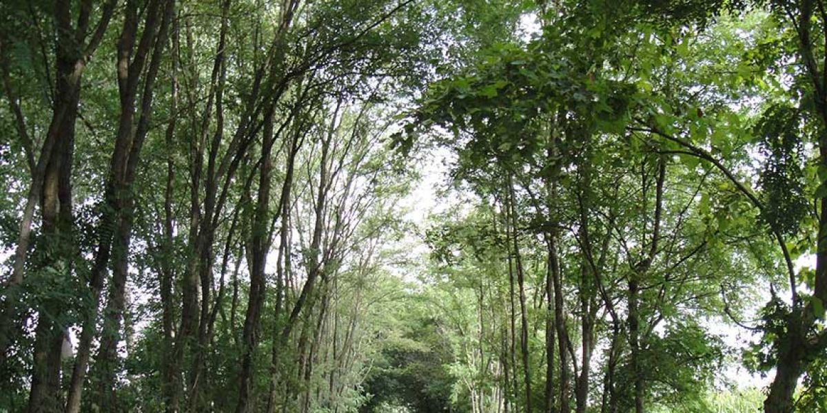 ciclopedonale fiesco